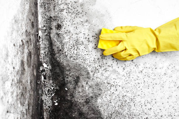 Best Black Mold Removal  in Brookville, IN