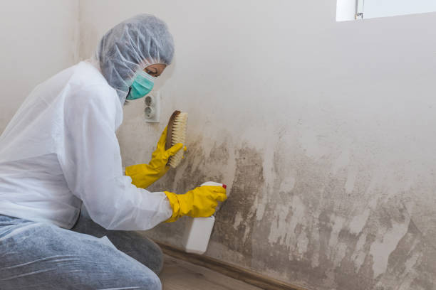 Best Residential Mold Removal  in Brookville, IN