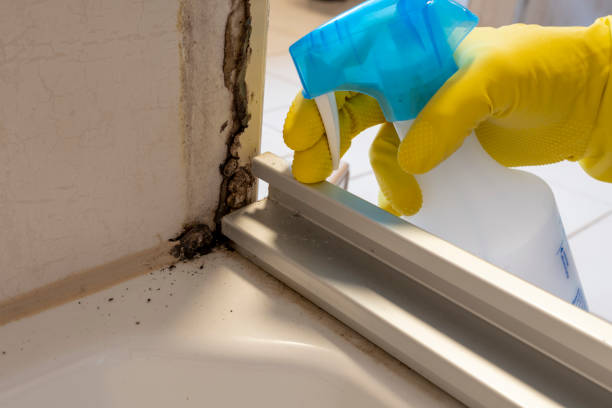 Best Office Mold Removal Services  in Brookville, IN
