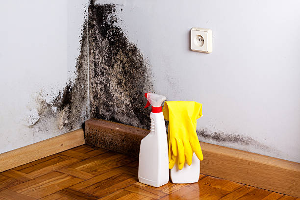 Trusted Brookville, IN Mold Removal Experts