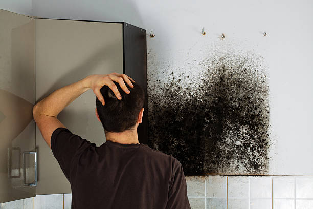 Best Mold Removal Company Near Me  in Brookville, IN