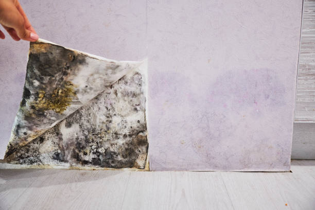Best Attic Mold Removal  in Brookville, IN